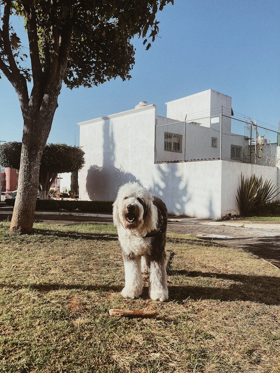 bobtail qui perds ses poils