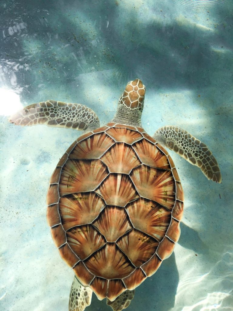 savoir si une tortue est enceinte