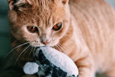 pourquoi le chat chasse des souris