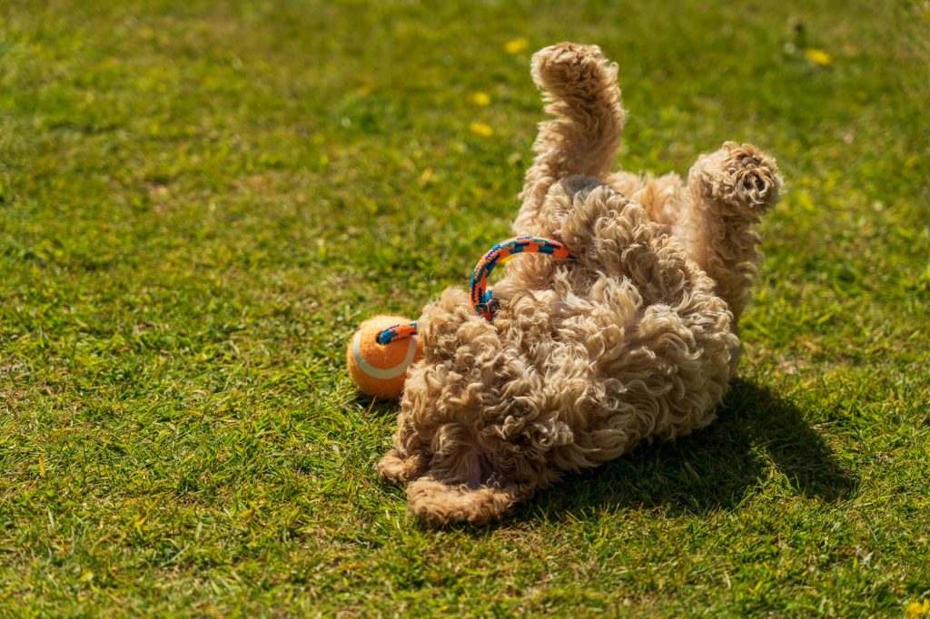 pourquoi mon chien se roule dans l'herbe