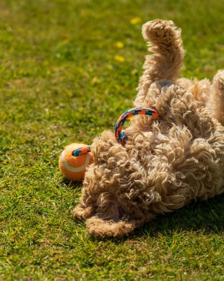 pourquoi mon chien se roule dans l'herbe