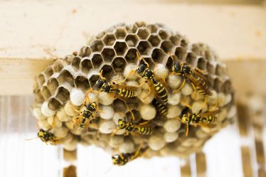 Destruction des nids de guêpes à Lyon : Quand et comment agir ?