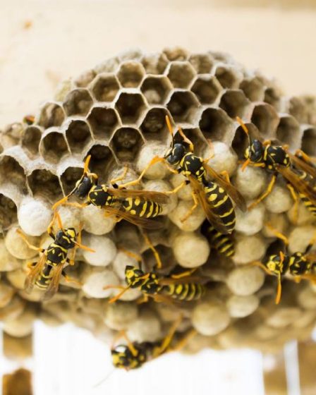 Destruction des nids de guêpes à Lyon : Quand et comment agir ?