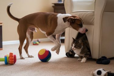 Les bienfaits du jeu interactif pour stimuler l'intelligence des chats et des chiens